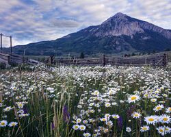 Crested Butte-Lodging excursion-Blue Skies and Wildflowers